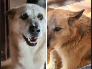 Meticcio cani Pastorino 13anni MAI AVUTO 1CASA.LAZIO a Città metropolitana di Milano - Annuncio 21