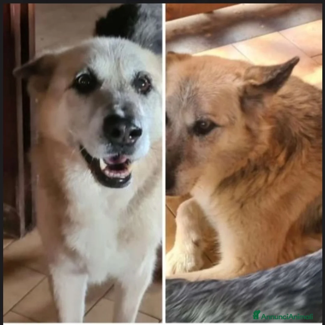 Meticcio cani in regalo: Pastorino 13anni MAI AVUTO 1CASA.LAZIO a Città metropolitana di Milano - Annuncio 1