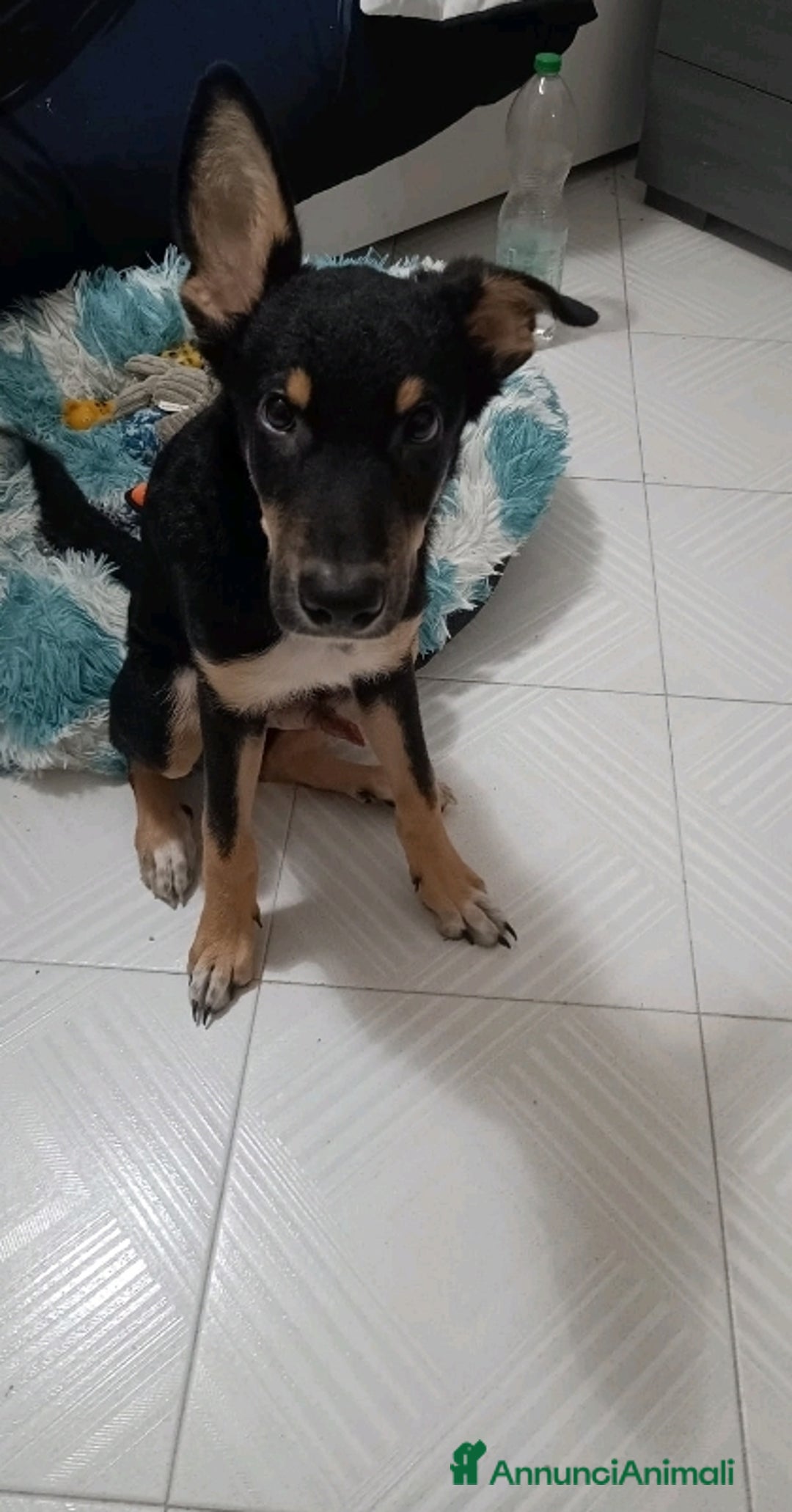 Altre razze cani in regalo: cucciolone di un anno a Città Metropolitana di Bari - Annuncio 2