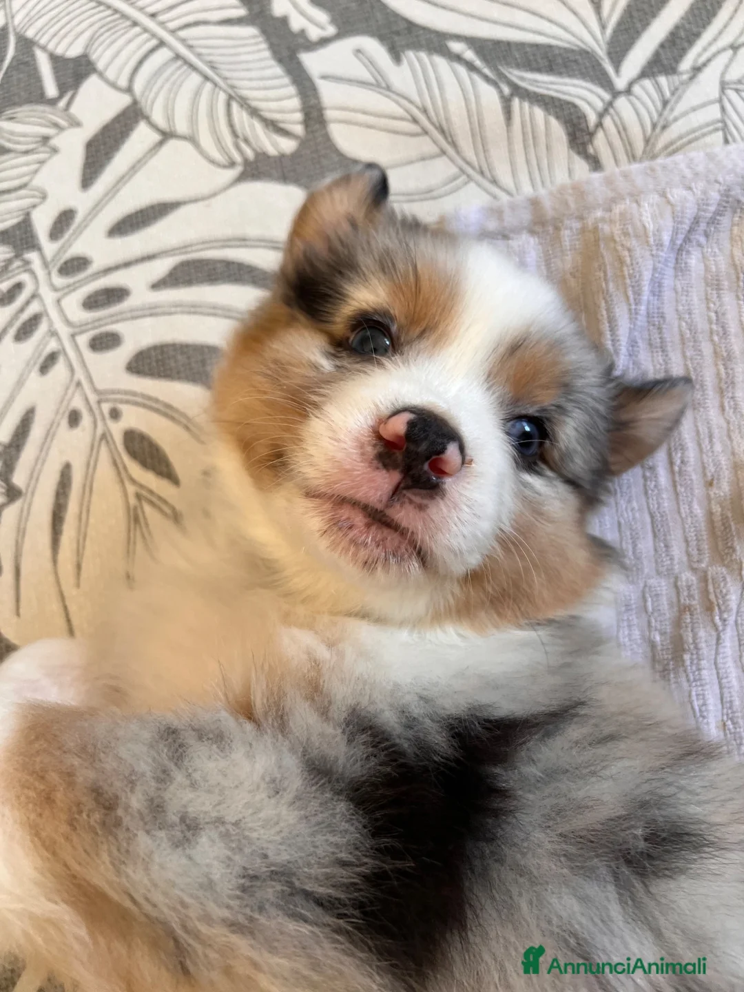 Australian Shepherd cani in vendita: 8 cuccioli di pastori australiani! 🐼❤️ a Provincia autonoma di Trento - Annuncio 1