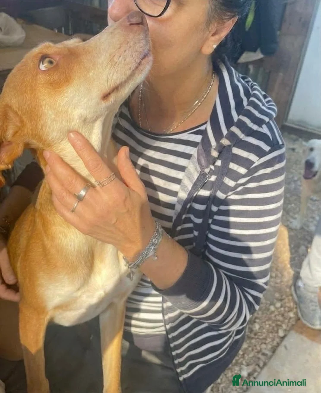 Meticcio cani in regalo: Wendy si sta spegnendo in un box - Annuncio 1