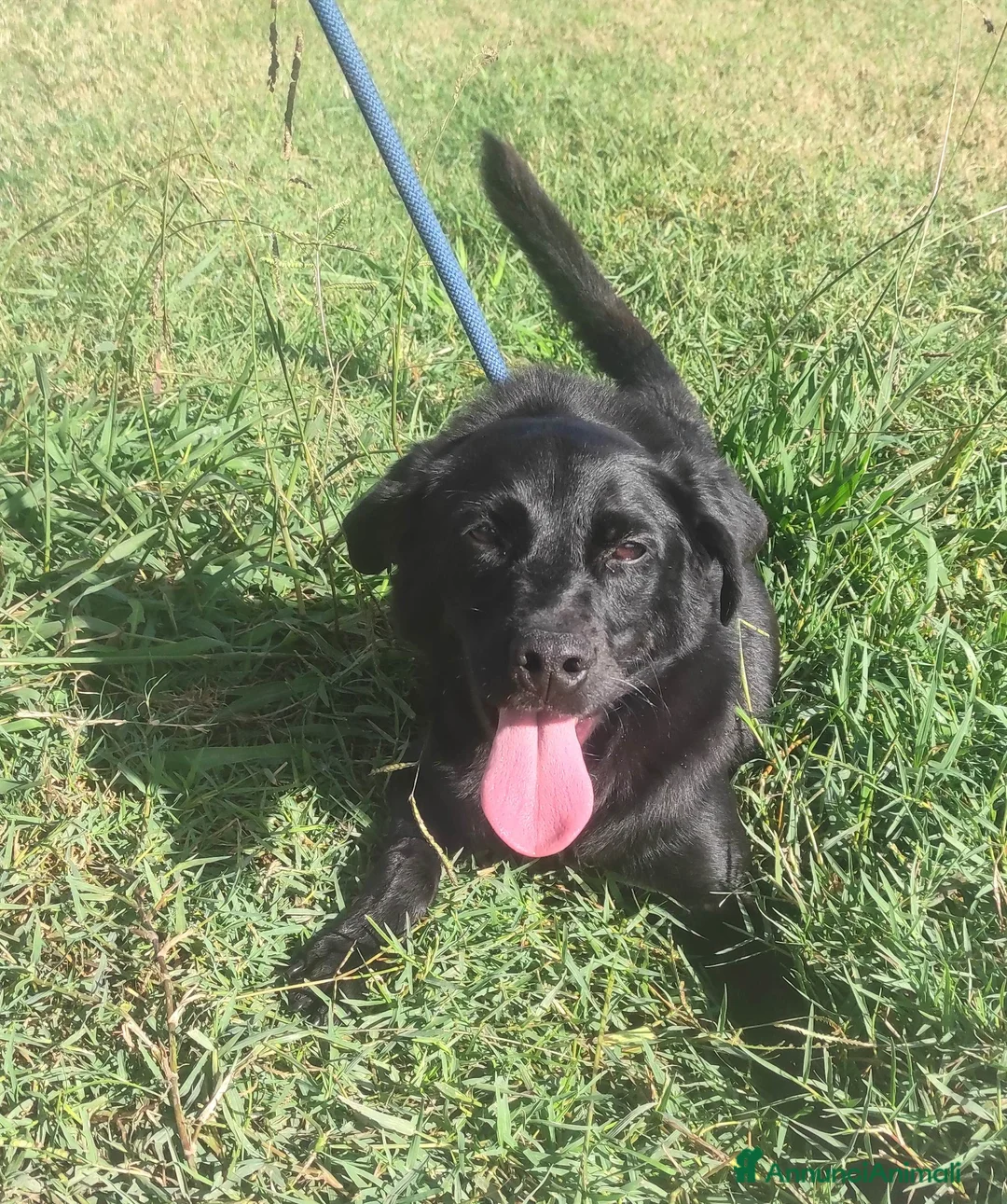 Meticcio cani in regalo: Happy di nome e di fatto meticcio tg contenuta a Provincia di Latina - Annuncio 1