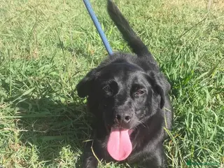 Meticcio cani Happy di nome e di fatto meticcio tg contenuta a Provincia di Latina - Annuncio 15