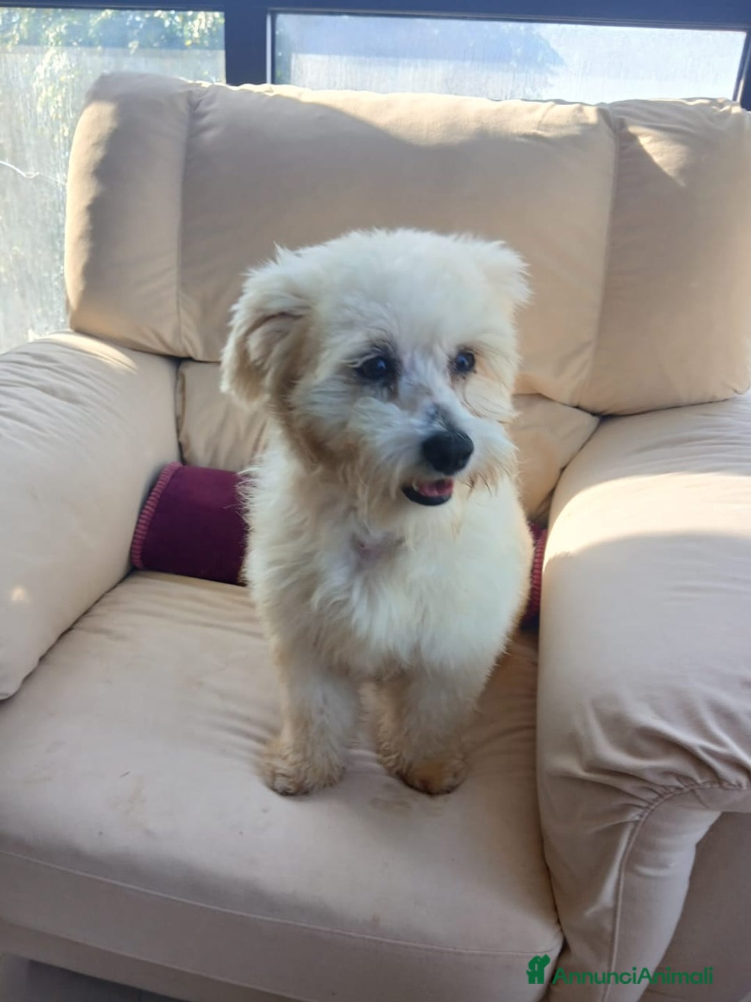 Maltese cani in regalo: Flex, un meraviglioso maltesino - Annuncio 2