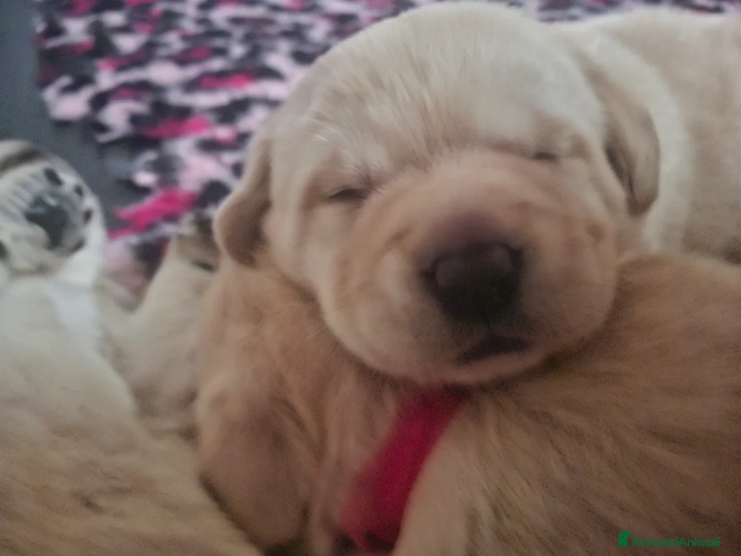 Immagine della galleria {{count}}