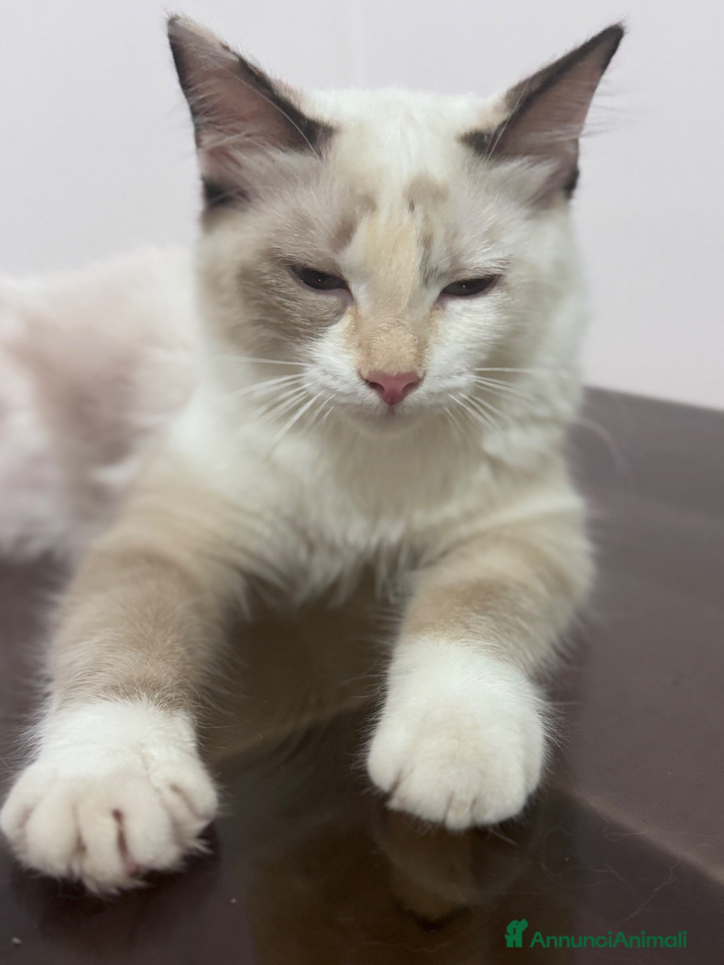 Ragdoll gatti Ragdoll - Annuncio 11