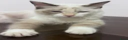 Ragdoll gatti in vendita: Ragdoll - Annuncio 1