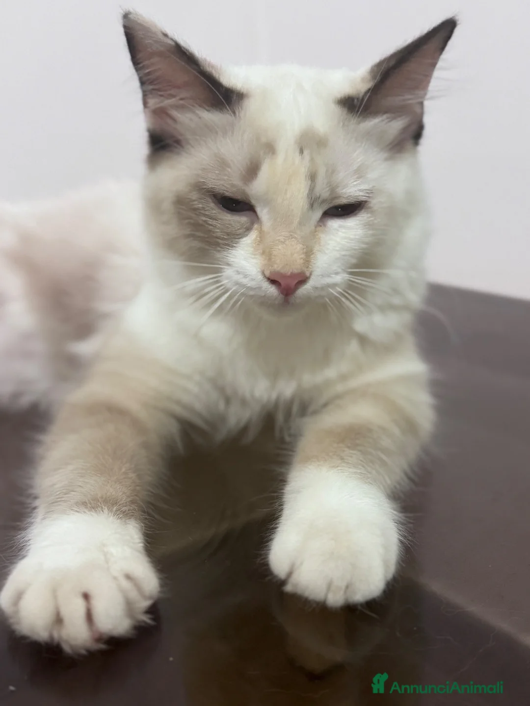 Ragdoll gatti in vendita: Ragdoll - Annuncio 1