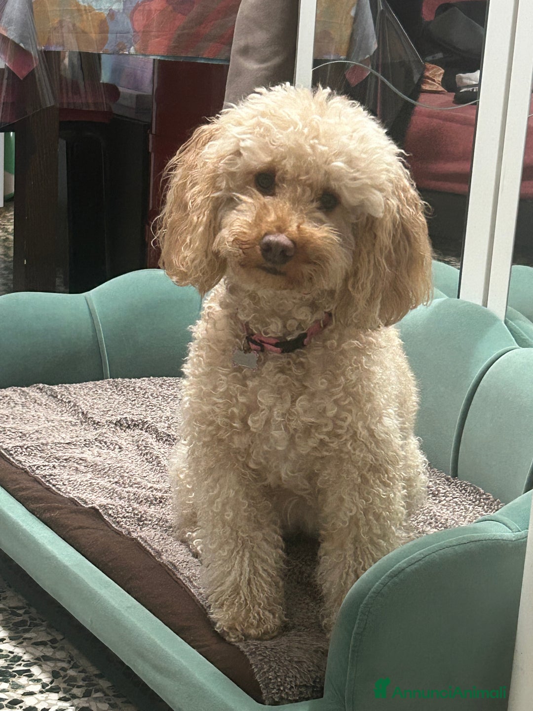 Barboncino cani in vendita: Cuccioli barboncini  - Annuncio 6