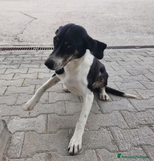 Meticcio cani Femmina tg media ha visto morire i suoi cuccioli.. a Città metropolitana di Milano - Annuncio 35