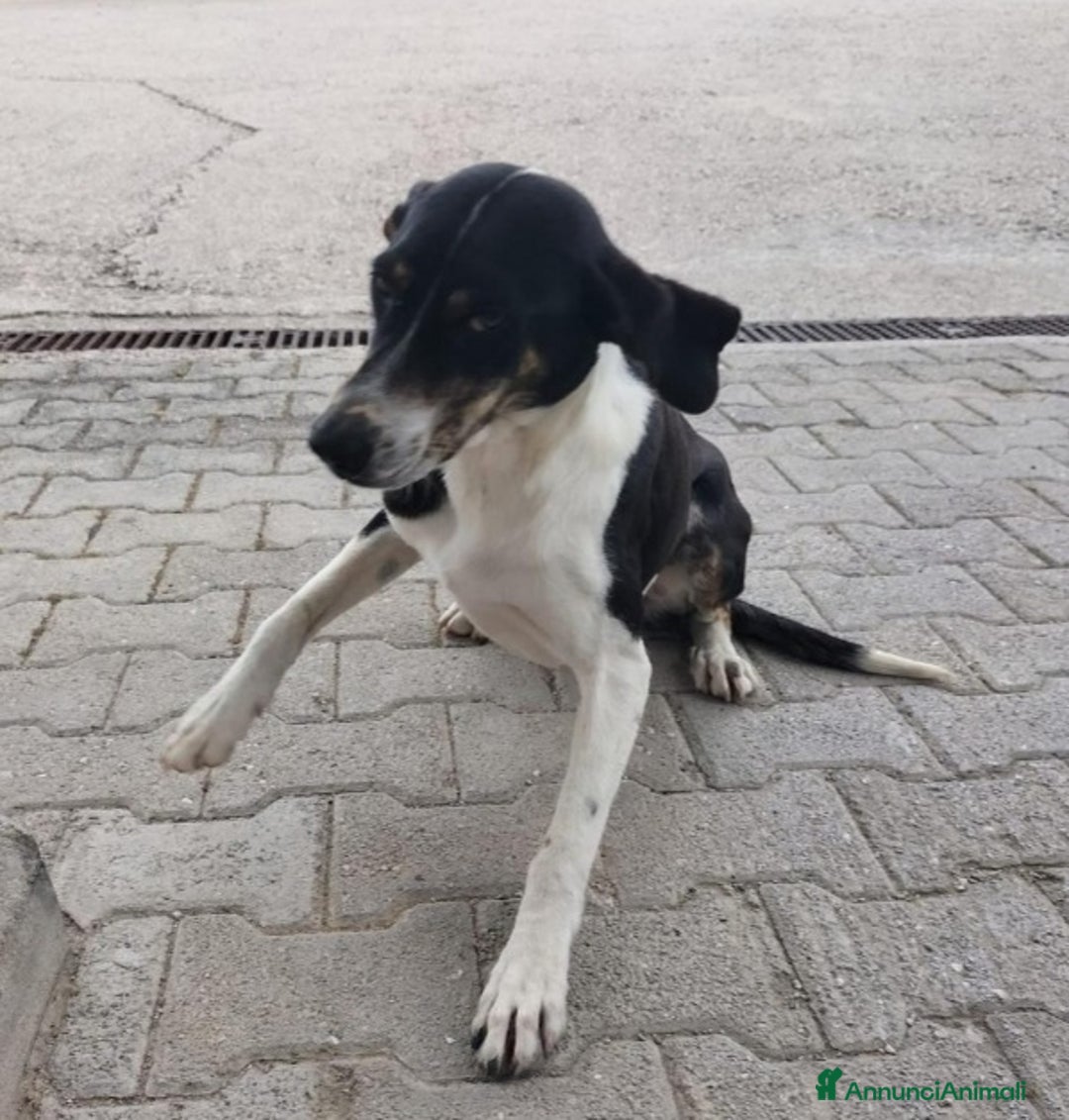 Meticcio cani in regalo: Femmina tg media ha visto morire i suoi cuccioli.. a Città metropolitana di Milano - Annuncio 1