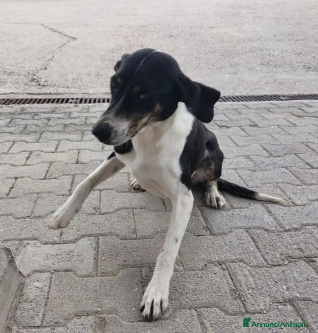 Meticcio cani in regalo: Femmina tg media ha visto morire i suoi cuccioli.. a Città metropolitana di Milano - Annuncio 1