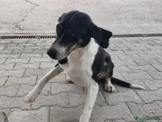 Meticcio cani Femmina tg media ha visto morire i suoi cuccioli.. a Città metropolitana di Milano - Annuncio 32