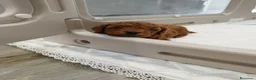 Barboncino cani in vendita: Barboncino mini toy/toy  - Annuncio 2