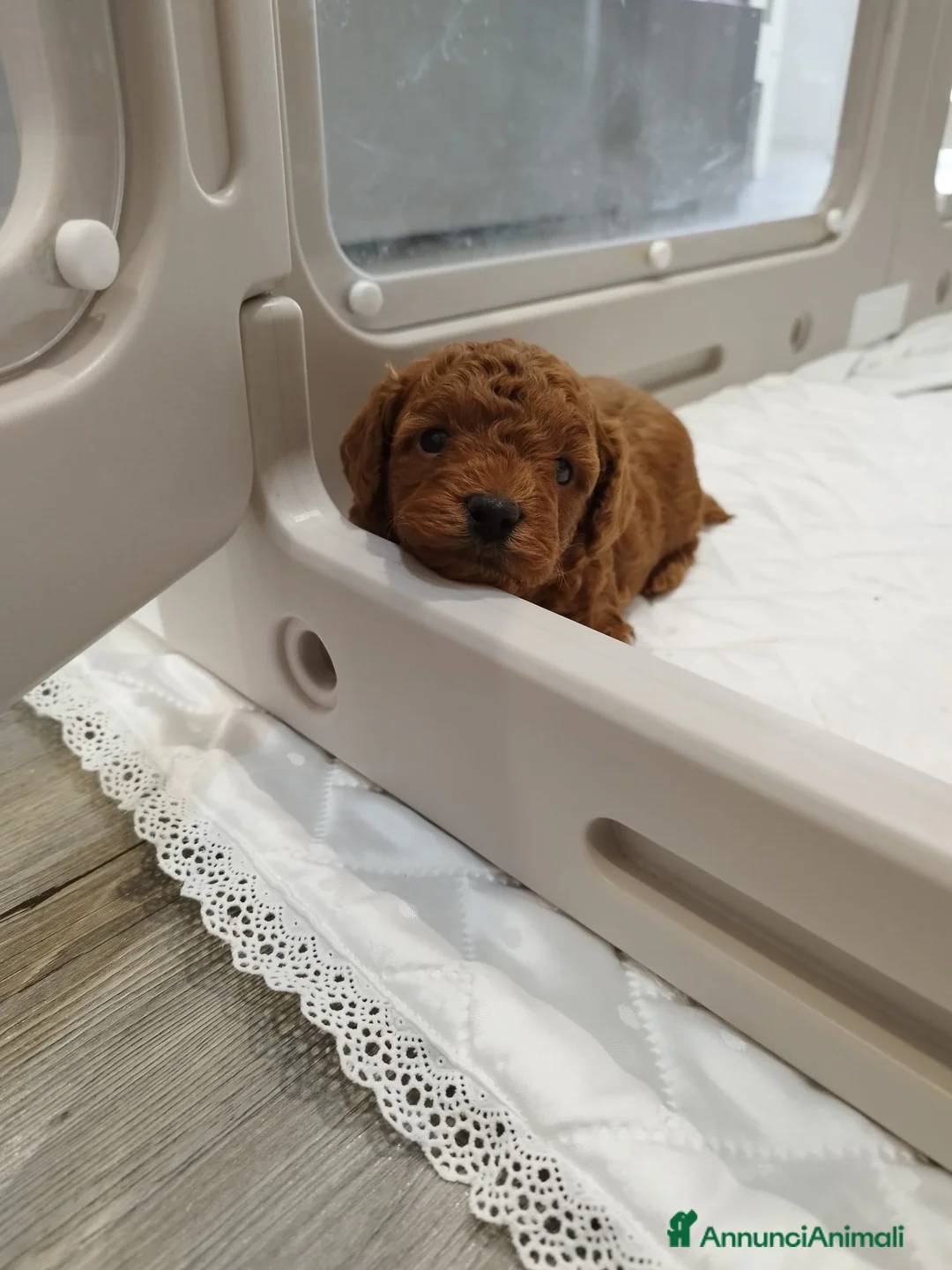 Barboncino cani in vendita: Barboncino mini toy/toy  - Annuncio 2