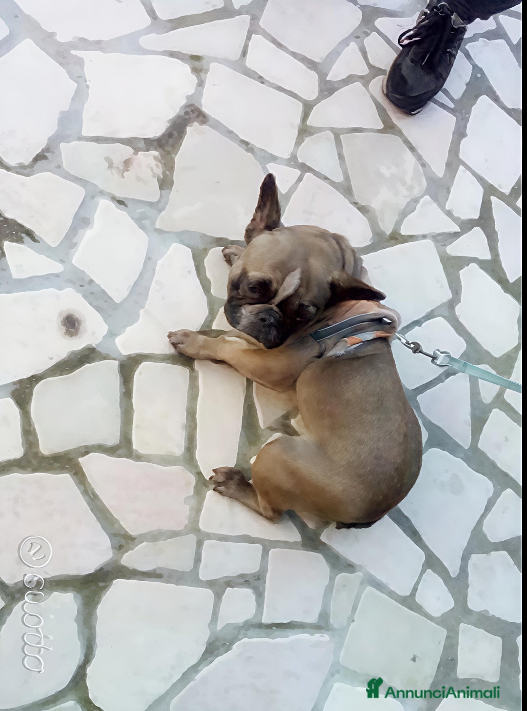 Bulldog Francese cani in vendita: Bulldog francese  - Annuncio 5