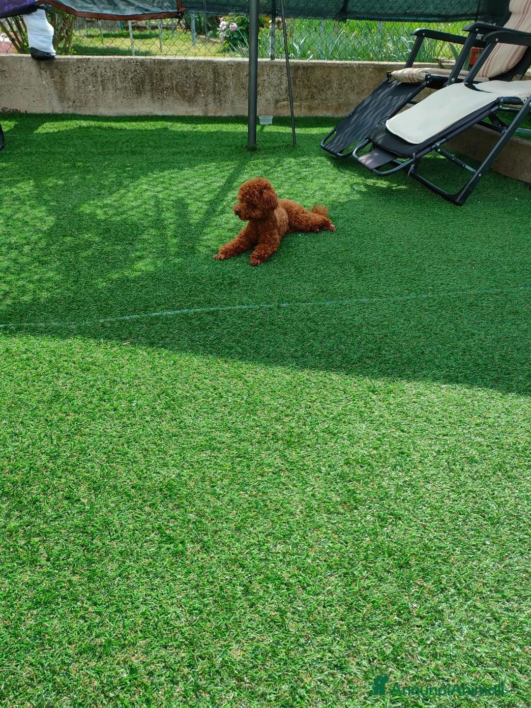 Barboncino Toy cani per accoppiamento: Kiko  a Provincia di Forlì-Cesena - Annuncio 2