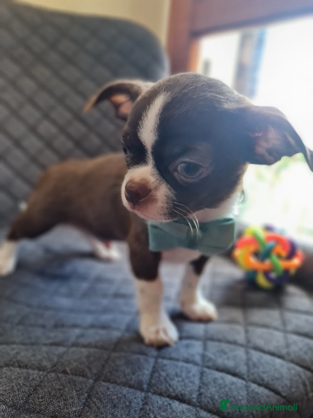 Immagine della galleria {{count}}