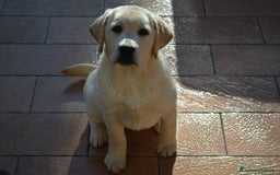 Labrador cani in vendita: Cuccioli Labrador disponibili a Modena | Cucciolo - Immagine 4