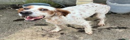 Setter Inglese cani in regalo: Diana 4 anni setter inglese - Annuncio 3