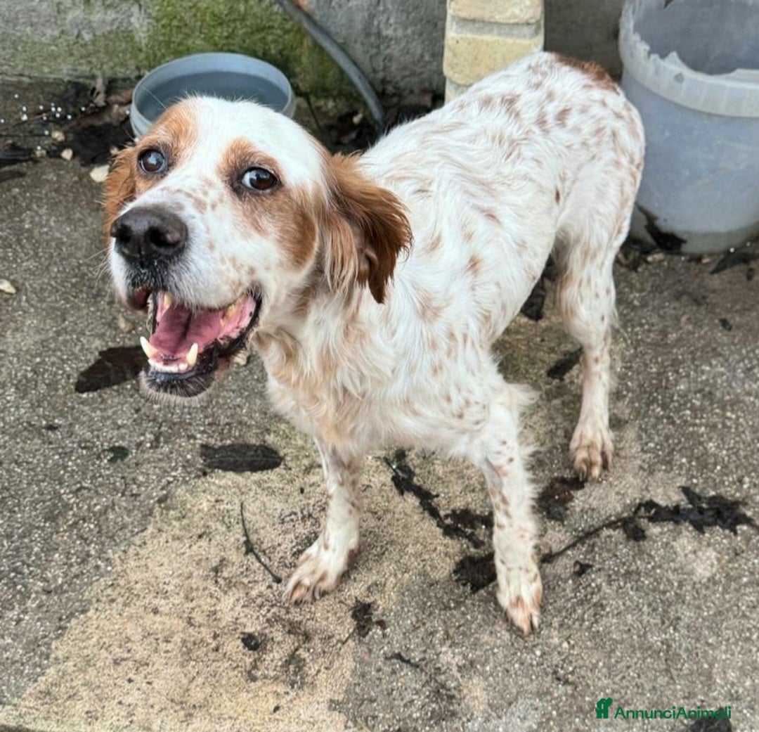 Setter Inglese cani in regalo: Diana 4 anni setter inglese - Annuncio 3