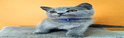 British gatti in vendita: Cuccioli British Shorthair  - Annuncio 12