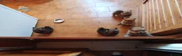 Volpino Pomerania cani in vendita: Cuccioli di Pomerania  a Provincia di Taranto - Annuncio 8