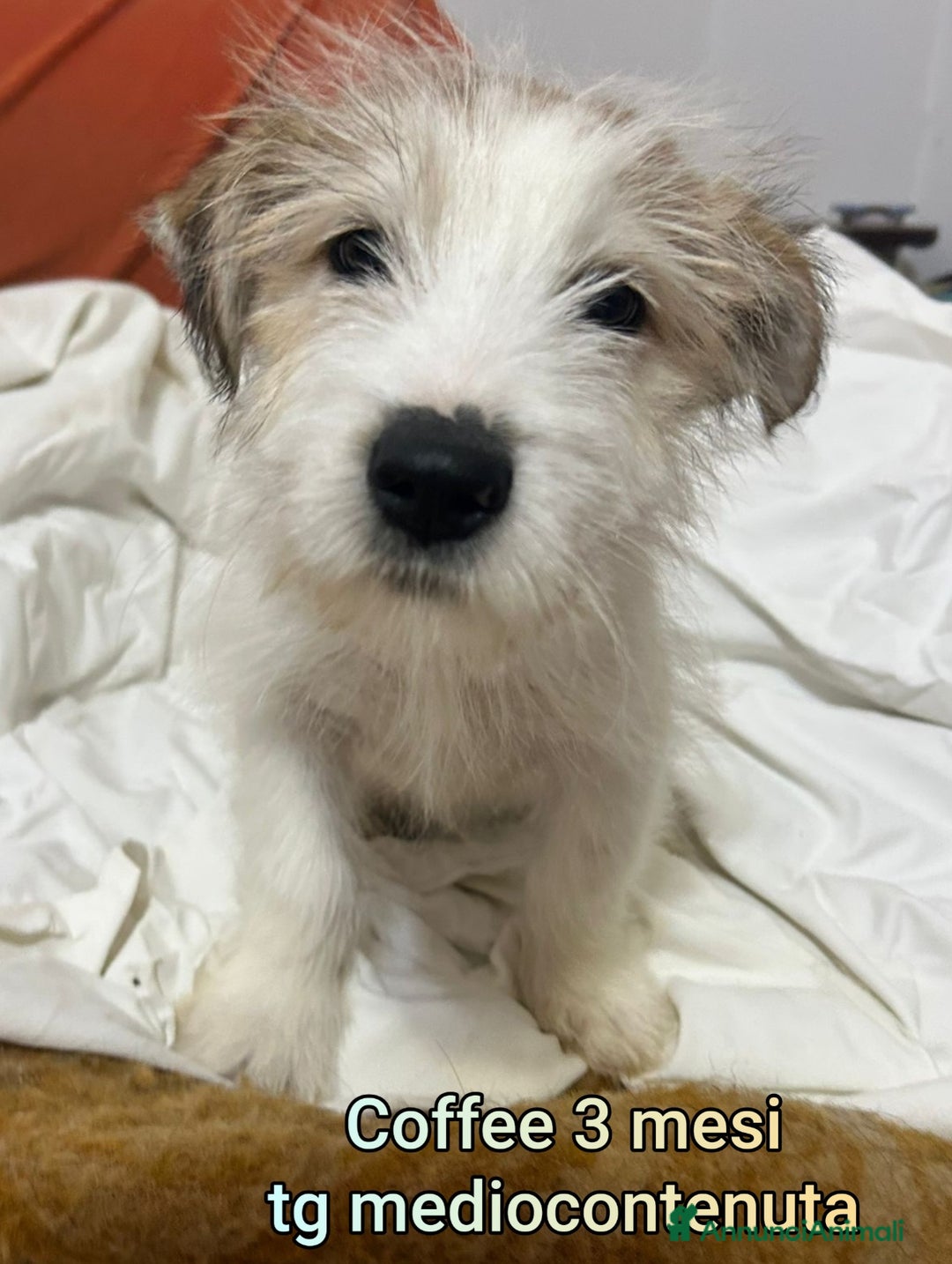 Meticcio cani in regalo: CUCCIOLI CERCANO CASA E AMORE  - Annuncio 10