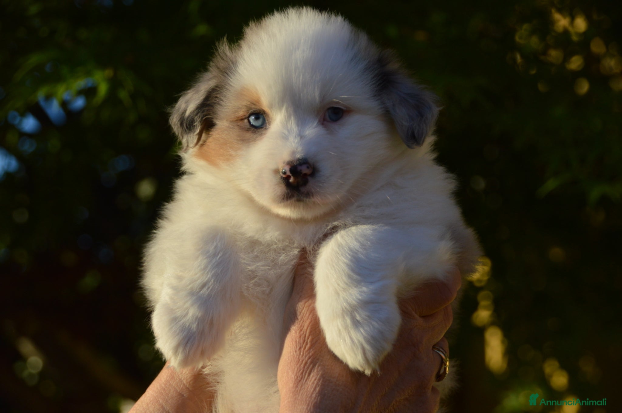 Australian Shepherd cani Cucciole Australian Shepherd - Annuncio 7