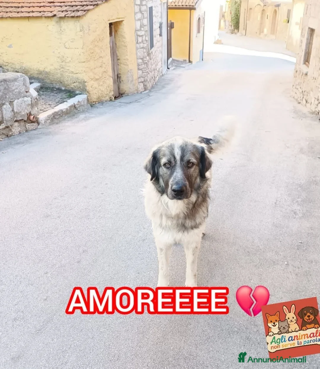 Meticcio cani in regalo: ADOZ.DEL CUOR:lo vogliono far sparire!L’han detto! - Annuncio 1