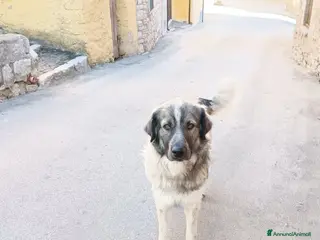 Meticcio cani ADOZ.DEL CUOR:lo vogliono far sparire!L’han detto! - Annuncio 34