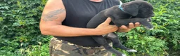 Cane Corso cani in vendita: Cuccioli di Cane Corso manto nero - Annuncio 16