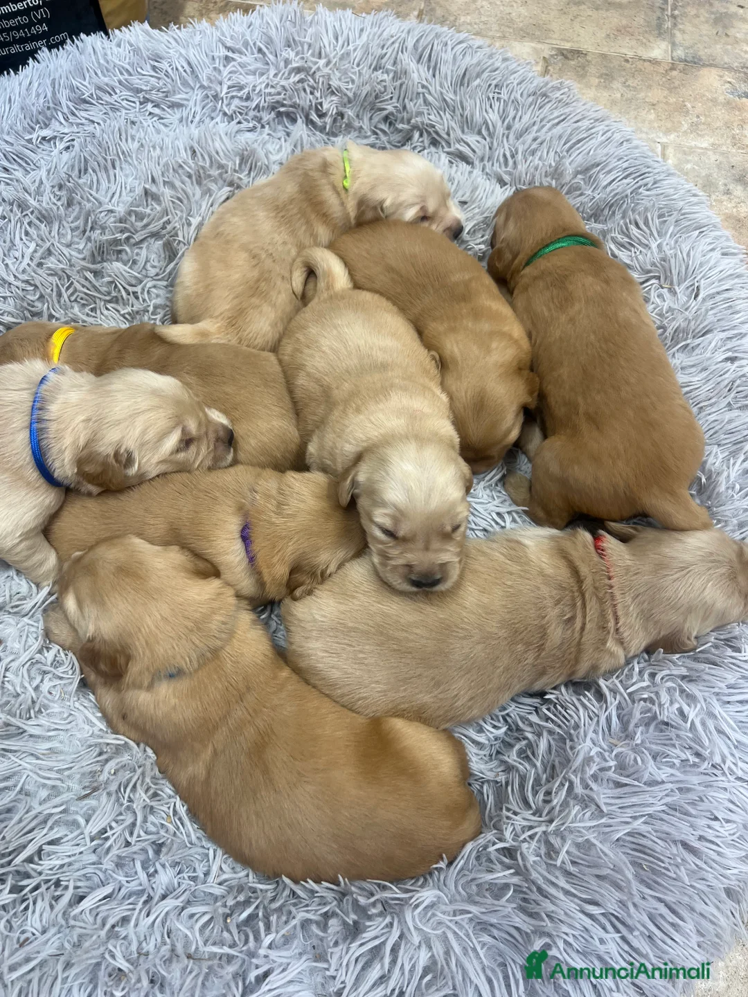 Golden Retriever cani in vendita: Cuccioli di Golden retriever americani  - Annuncio 2