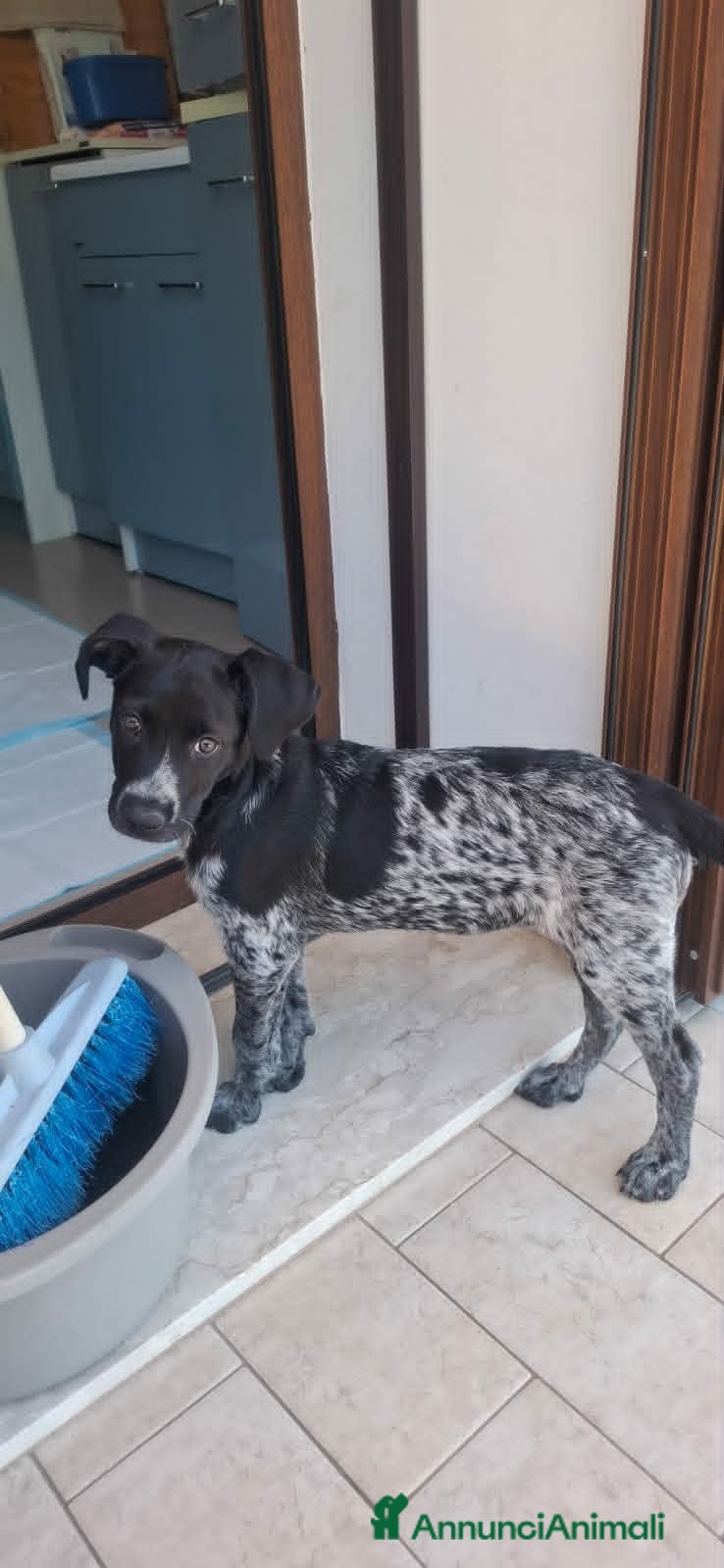 Meticcio cani DOLCE CUCCIOLA LYN - Annuncio 7