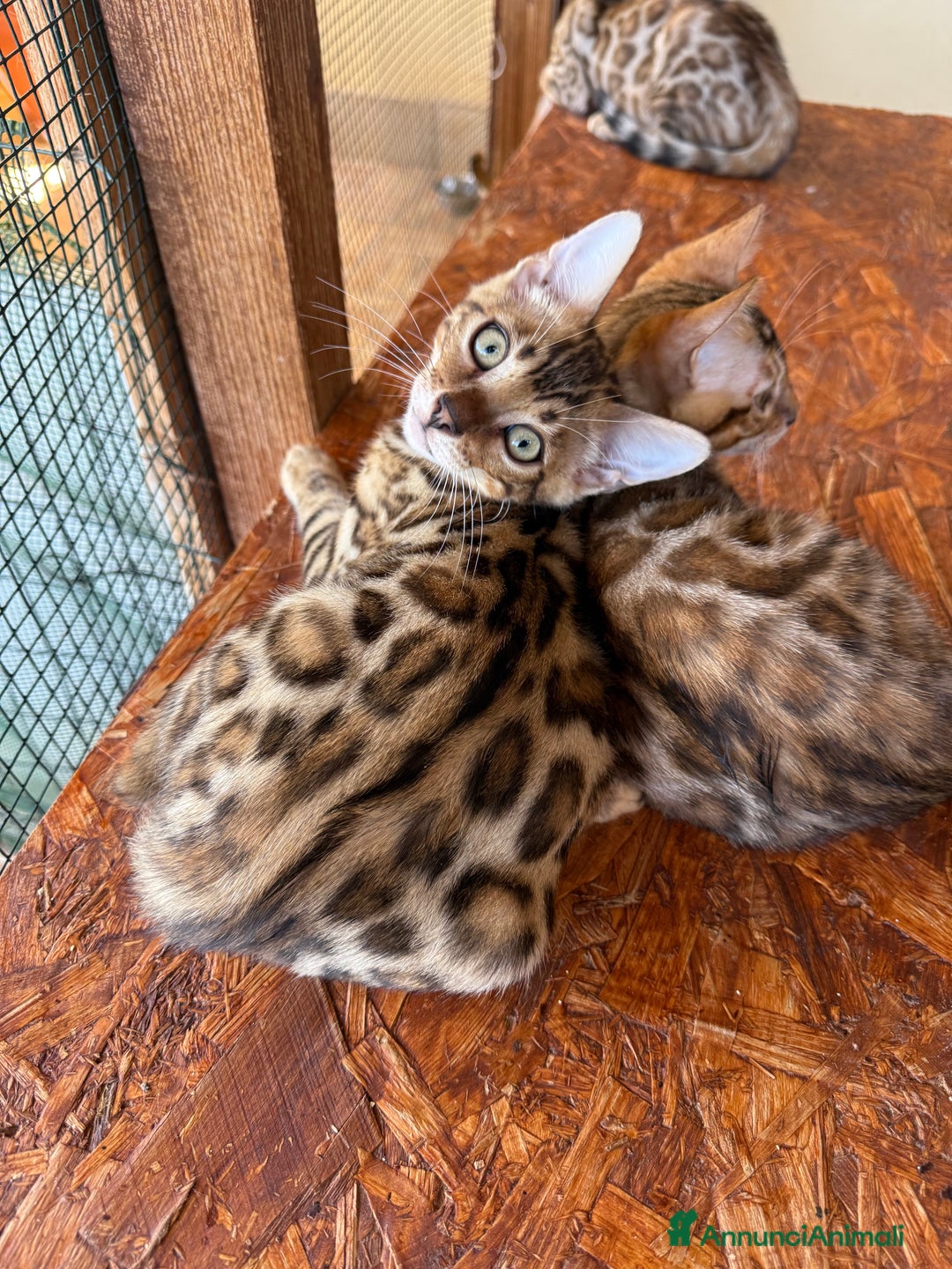 Bengala gatti in vendita: Bellissimi cuccioli  a Città metropolitana di Roma Capitale - Immagine 5