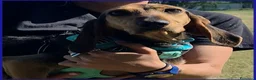 Segugio cani in regalo: ETTO GIOVANE  SEGUGIETTO TROVATO VAGANTE E MAGRO  - Annuncio 2