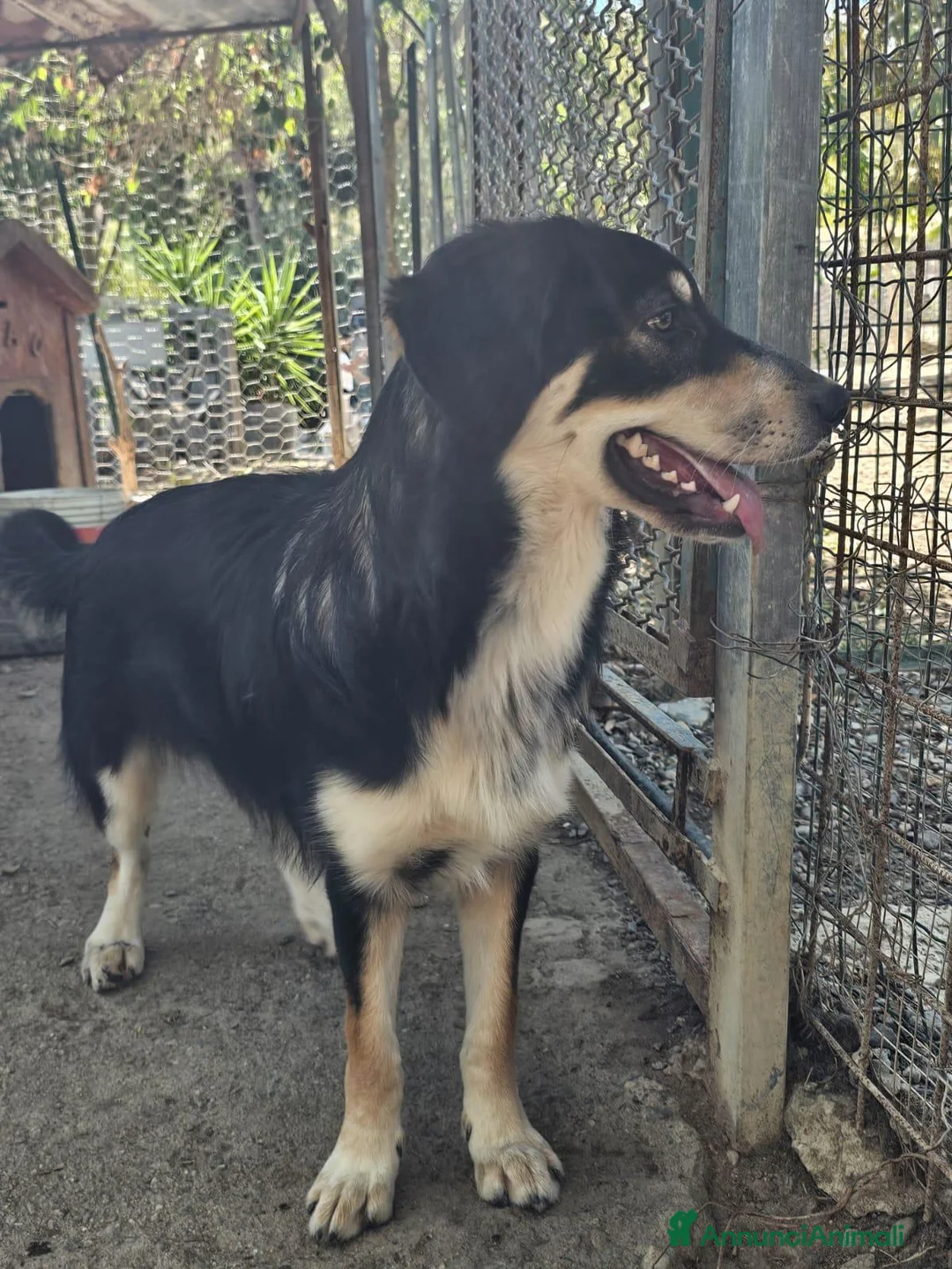 Meticcio cani in regalo: non lasciamo Astro in orbita troppo a lungo - Annuncio 4