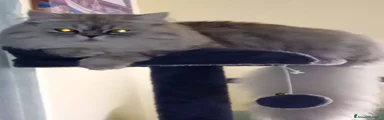Scottish 6