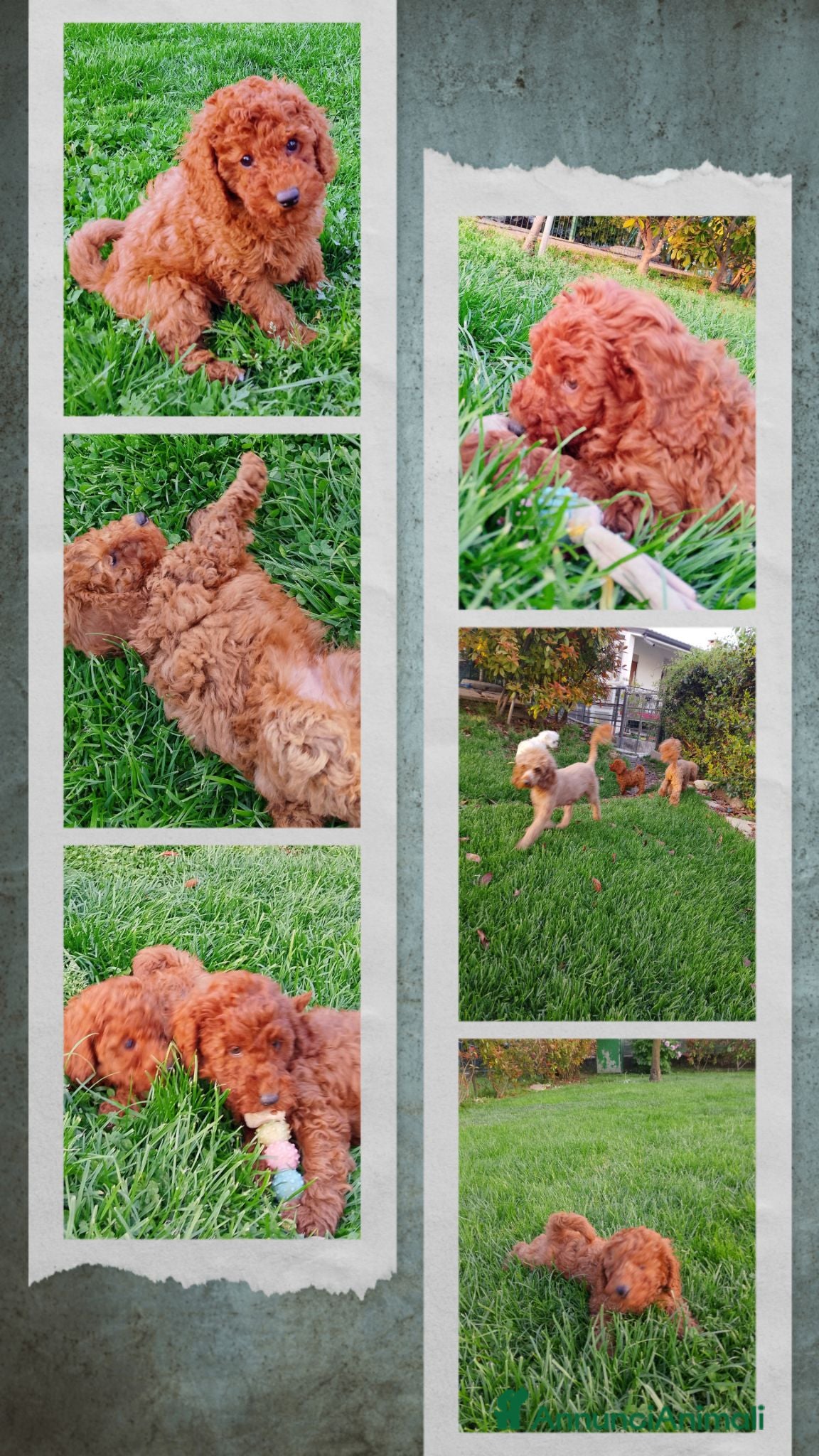 Barboncino cani Cuccioli Barboncino rosso  - Annuncio 2