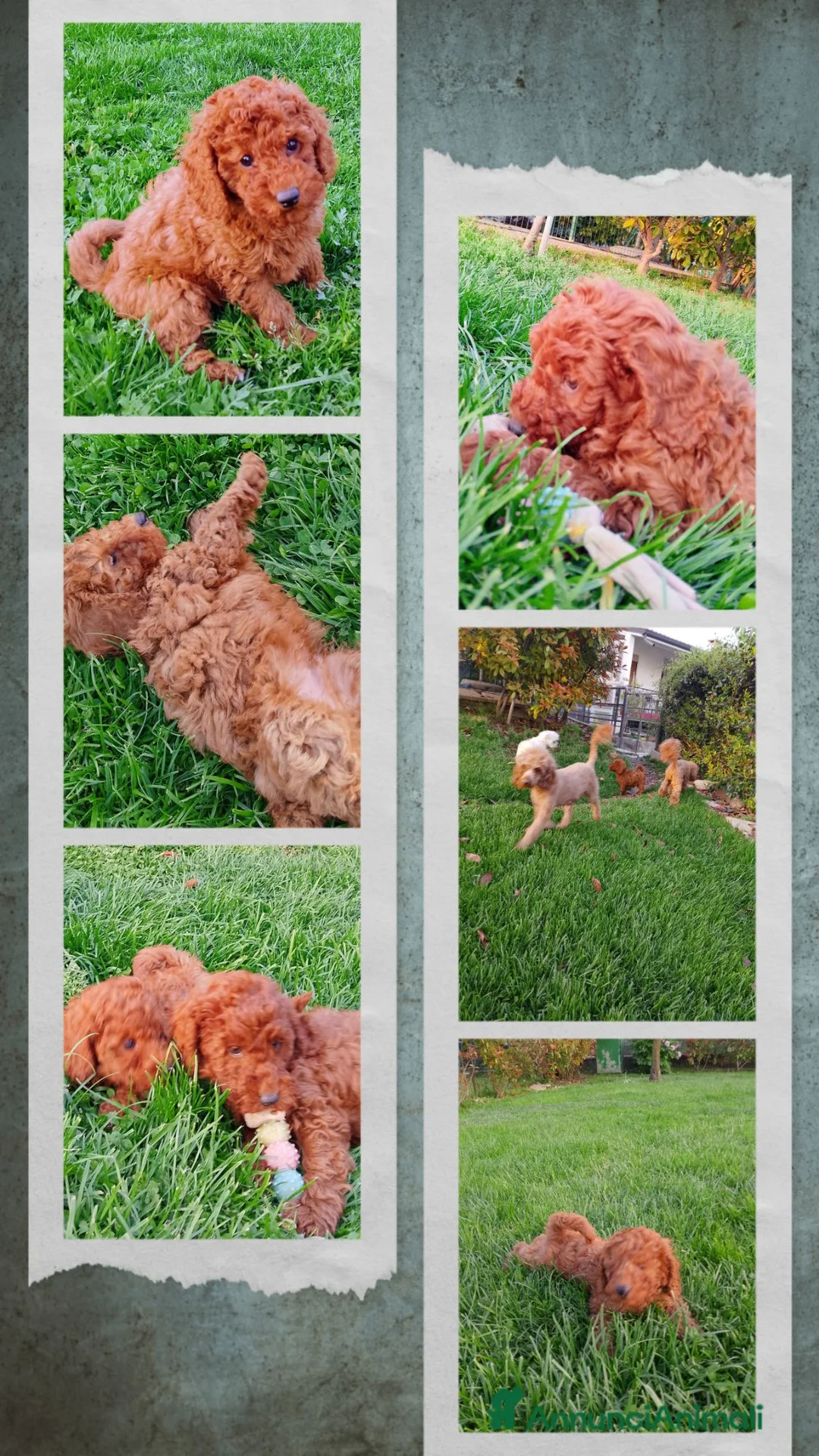 Barboncino cani in vendita: Cuccioli Barboncino rosso  - Annuncio 1