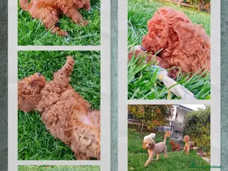 Barboncino cani Cuccioli Barboncino rosso - Annuncio 2