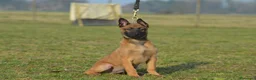Pastore Belga cani in vendita: Cucciolo maschio pastore belga malinois  - Annuncio 6
