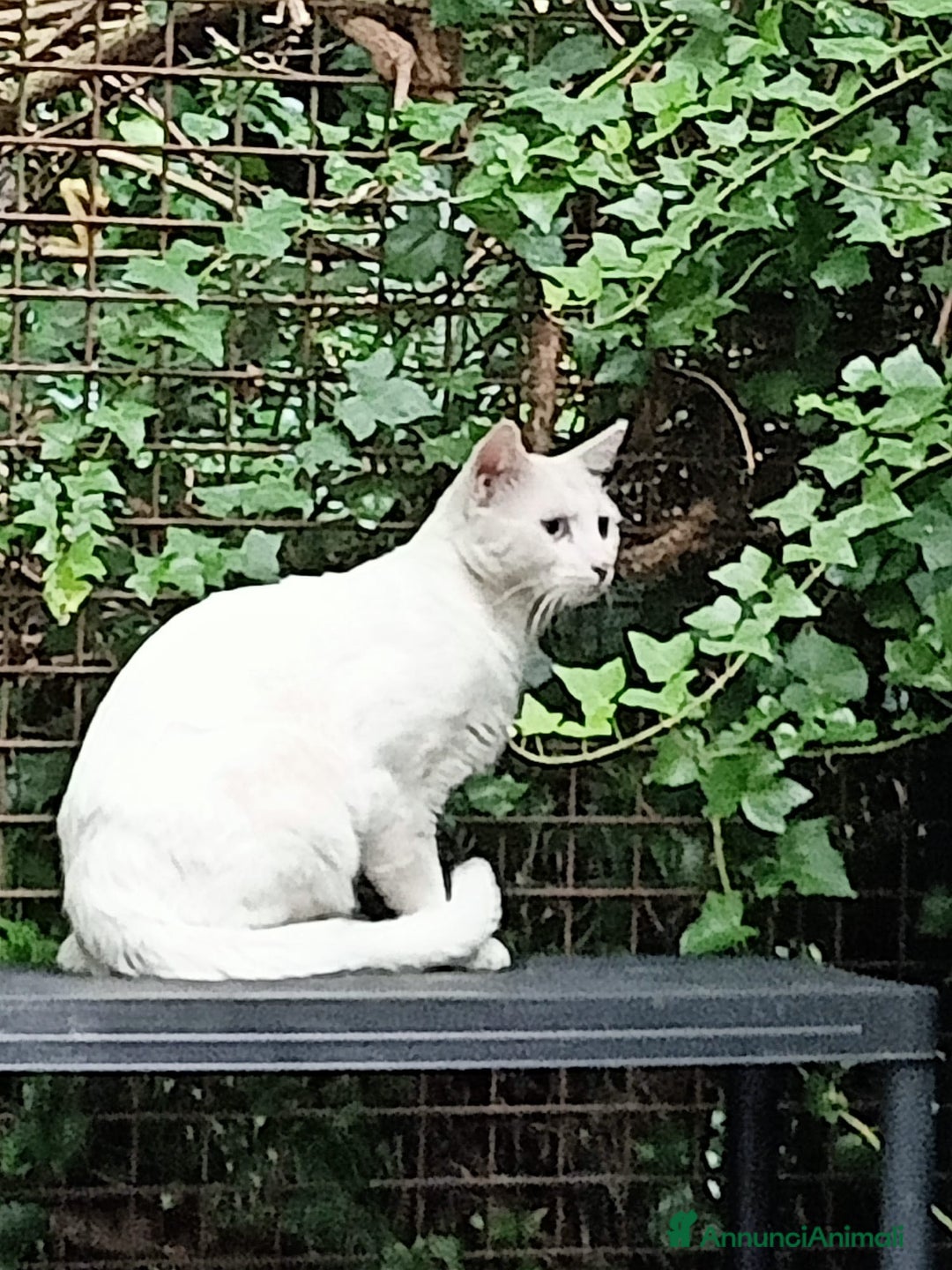 Altre razze gatti in regalo: Palmiro micio di tre anni - Annuncio 2