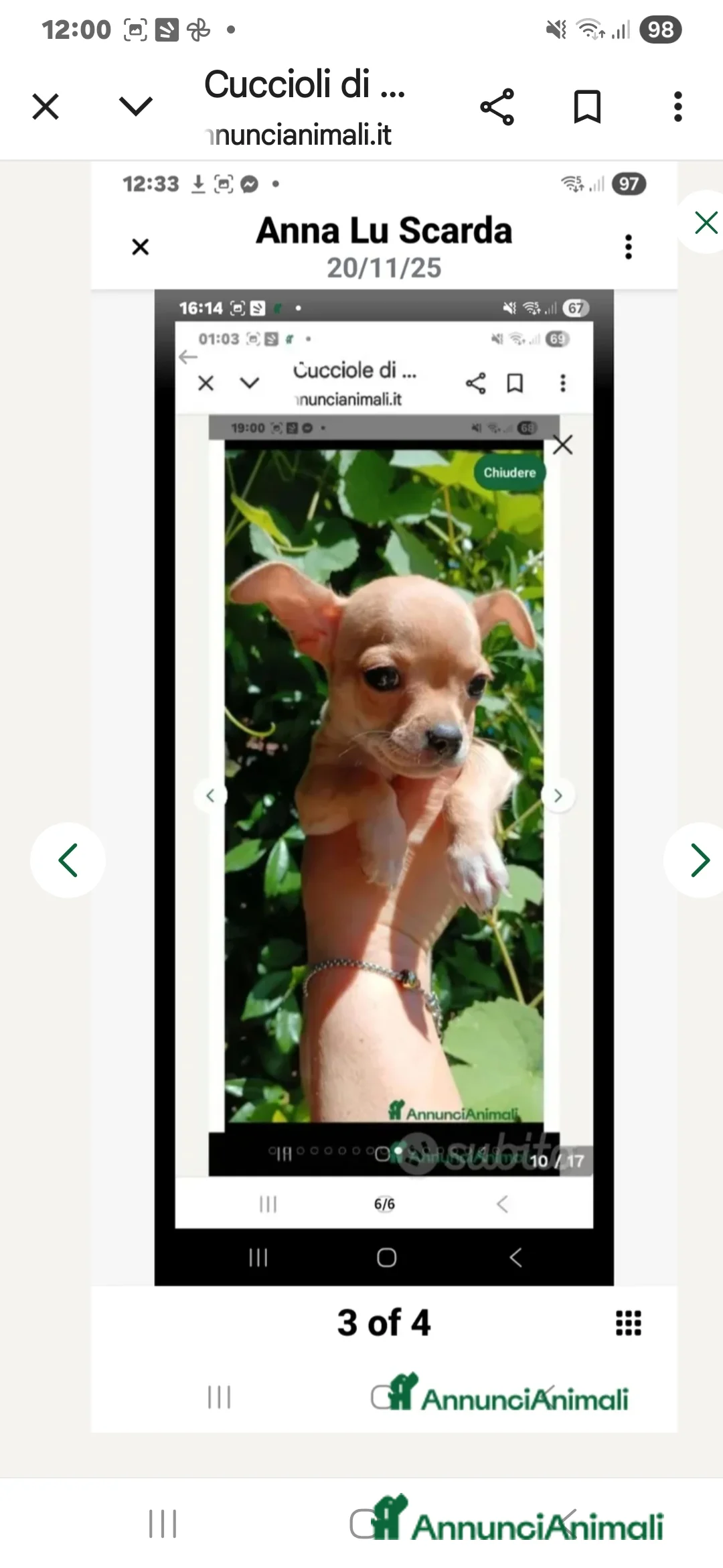 Chihuahua cani in vendita: Cuccioli di chihuahua - Annuncio 15