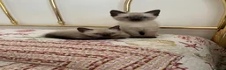 Siamese gatti in vendita: Gattini siamesi seal point - Annuncio 12