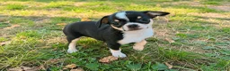 Chihuahua cani in vendita: Chihuahua toy femmina  a Provincia di Alessandria - Annuncio 3