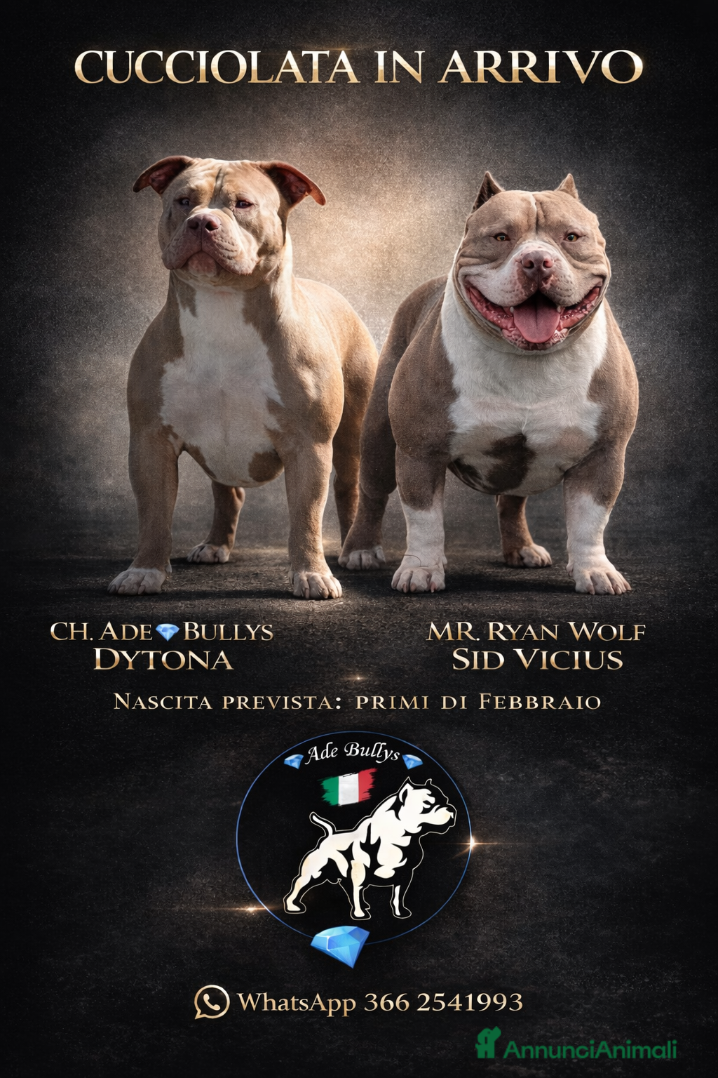 American Bully cani Cucciolata in arrivo  - Annuncio 29