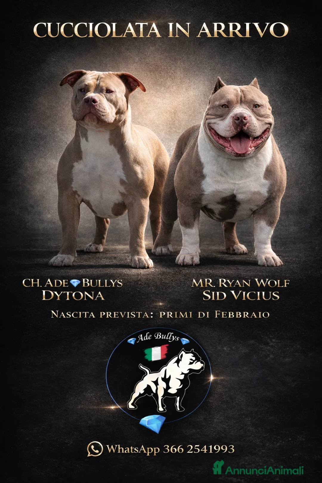 American Bully cani in vendita: Cucciolata in arrivo  - Annuncio 1