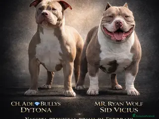 American Bully cani Cucciolata in arrivo - Annuncio 29
