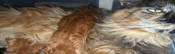Maine Coon gatti in vendita: Maine coon splendidi - Annuncio 4